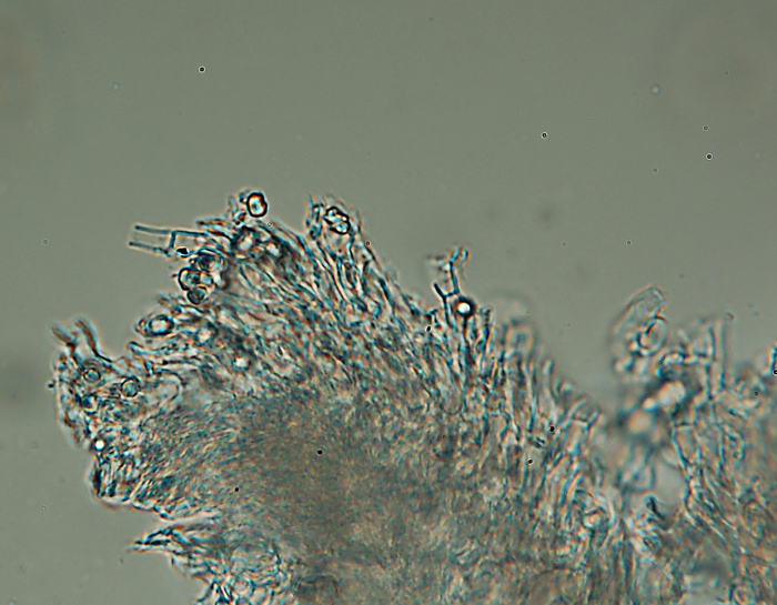 Una crosta da determinare-foto3355 (Hyphodermella corrugata)